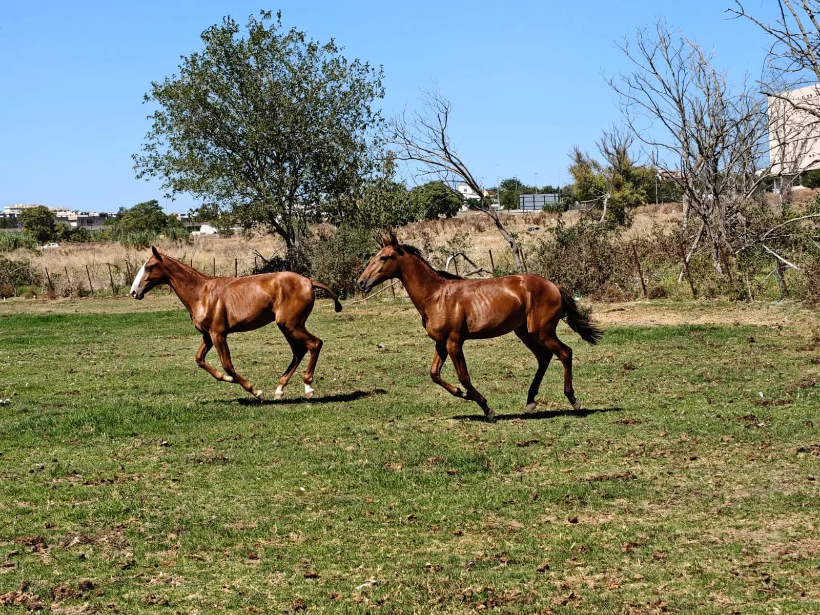 La Catalina